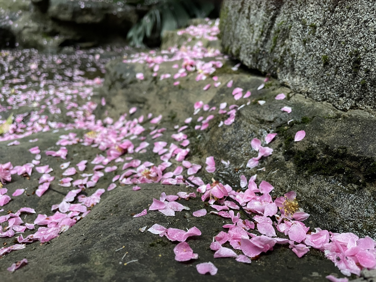 雨后的樱花落花