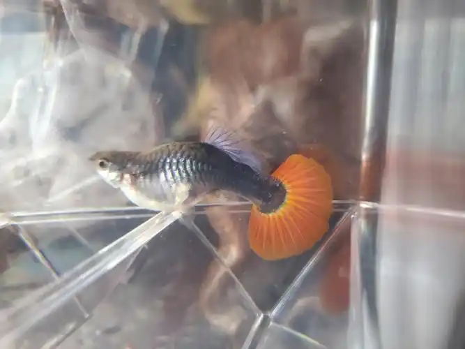 这只孔雀鱼是腹水还是怀孕