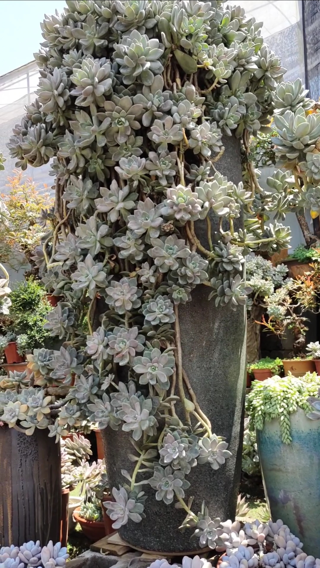 多肉植物#多肉老桩里的泰斗,看了就忘不了的冬美人老桩!