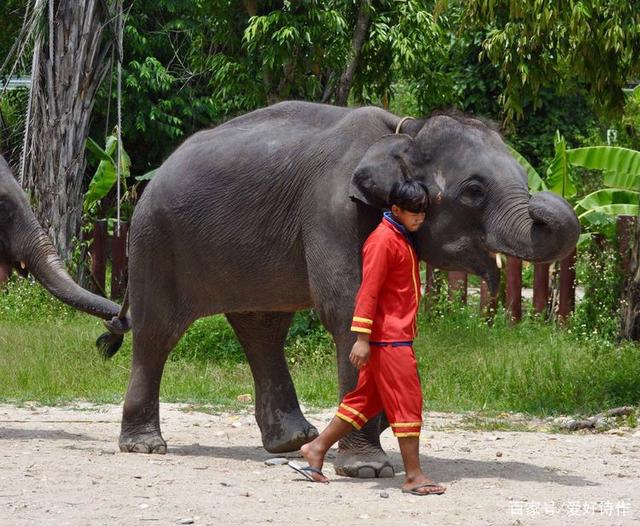 男孩与大象(摄影)