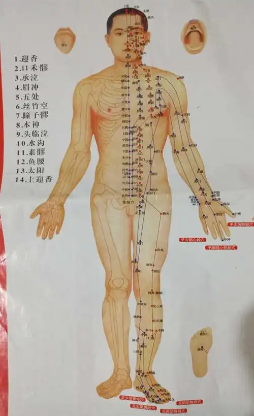 【女性健康】标准人体经络全图