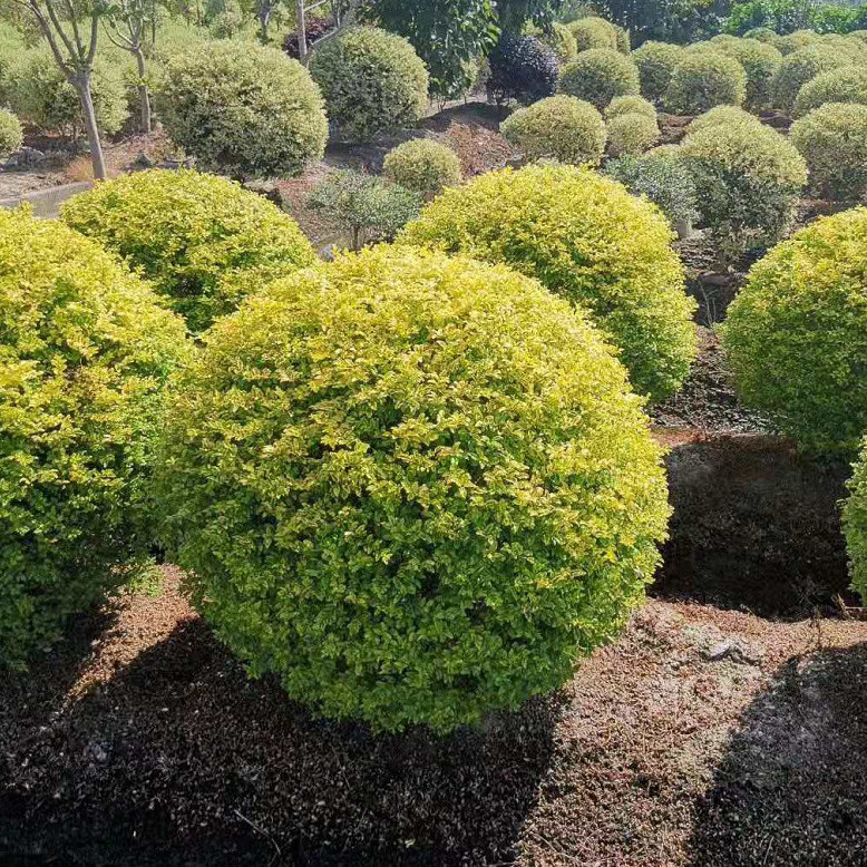 亮晶女贞球金叶女贞金冠女贞球基地大量海桐球大叶黄杨球小区绿化