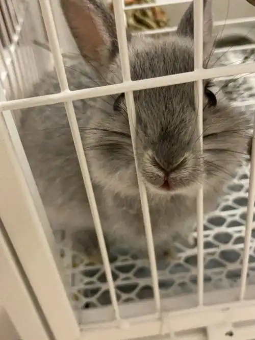 两个月的金吉拉侏儒兔