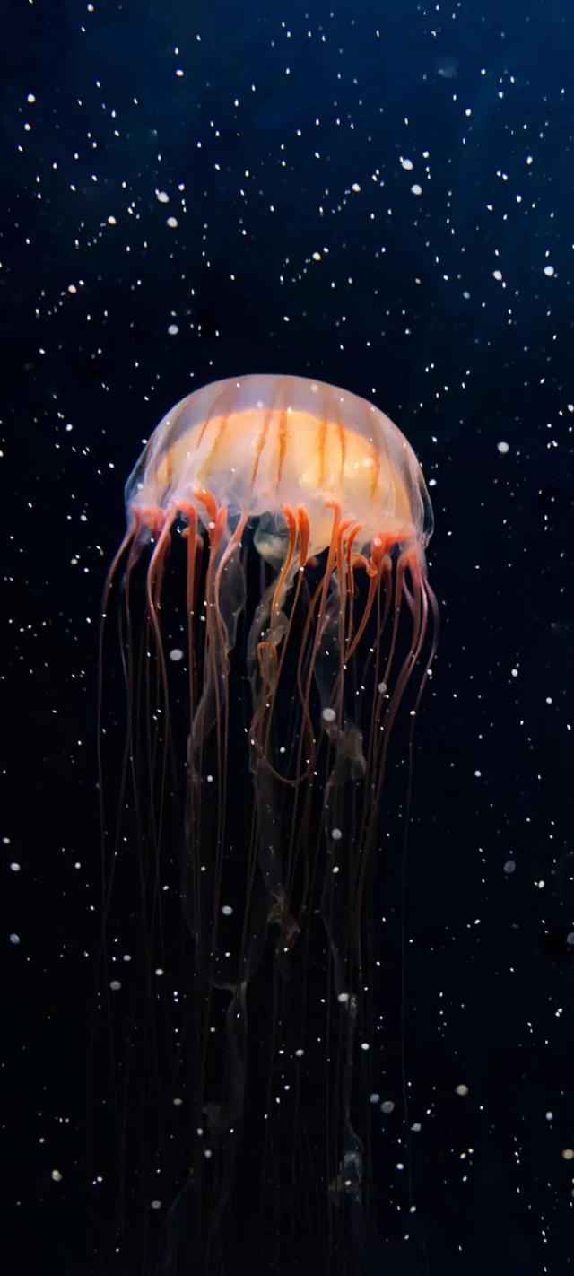 水母有着千载难逢的梦幻之美,正如一片海绵,柔软细腻,又顽皮可爱,令人