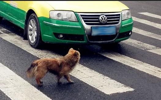 开车撞死狗逃逸怎么判相关词撞死狗逃逸交警管不管