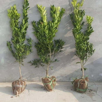 庭院黄岩蜜橘树苗桔子树苗