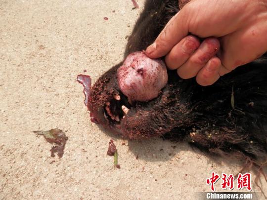 当地一村民养的一只两岁藏獒近日遭遇一群野生动物围攻,并被咬死