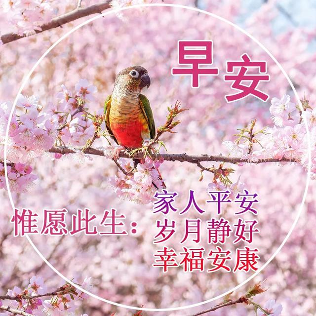 早上好!精选早安图片伴你起床,问候温暖每一天