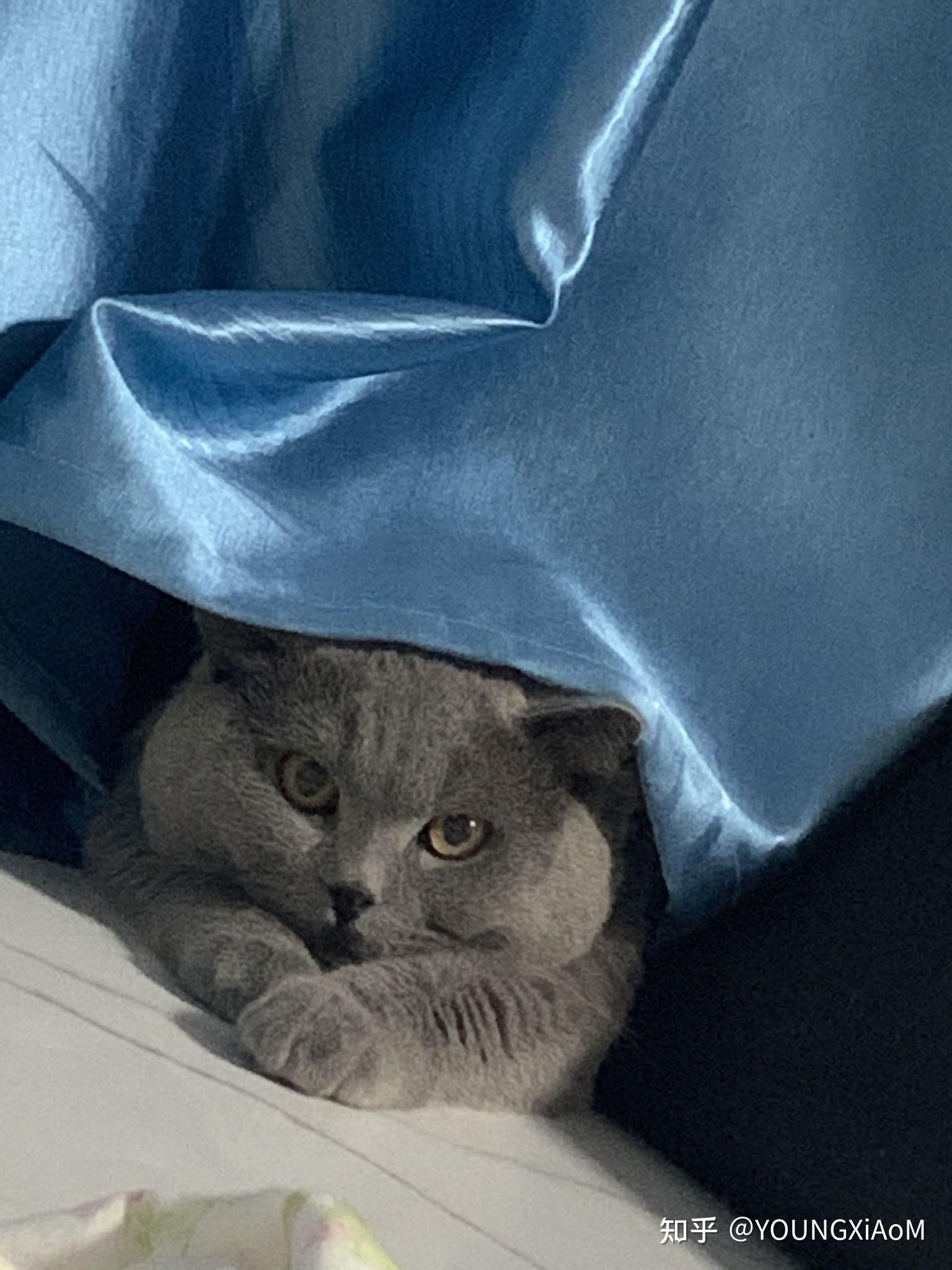 67四只蓝虎斑一只小蓝猫1684