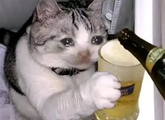 沙雕系列 #痴呆猫咪表情包 #l的精神世界 #猫咪表情包  - 抖音