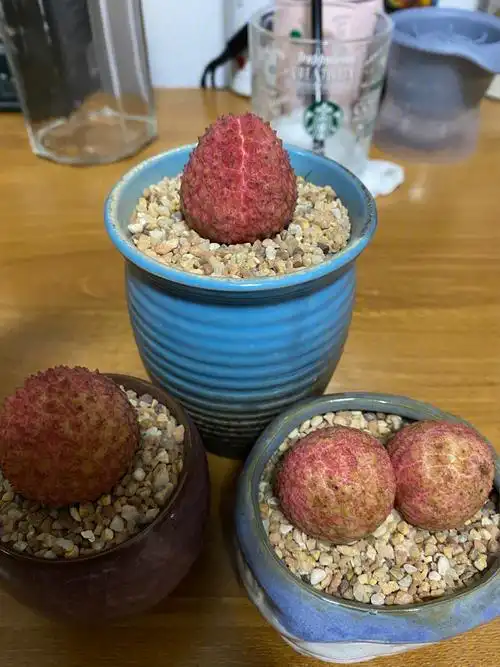 罕见毛汉尼母本