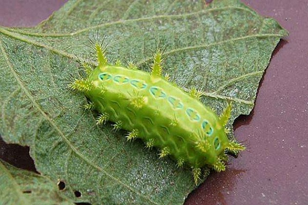 毛辣子虫蛰了怎么办