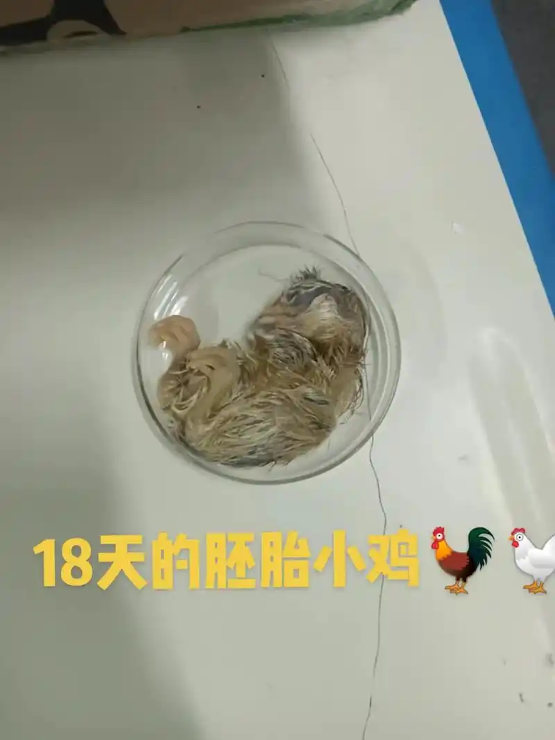 今天我们实验室内查蛋壳内的胚胎949305949305 现在 - 抖