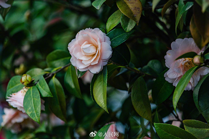 #江西山茶花盛放迎春#