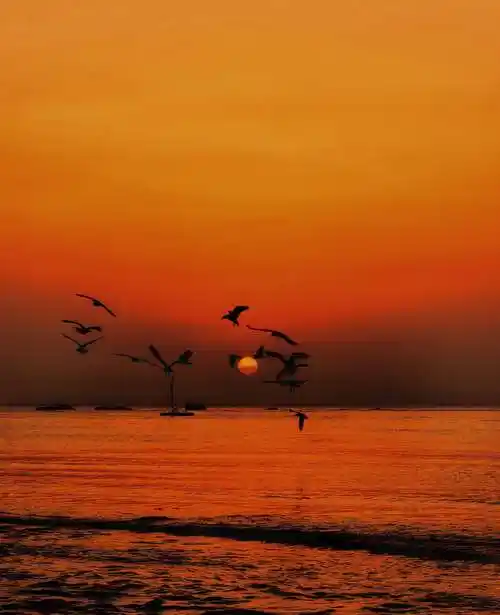 海鸥飞处彩云飞 - 美篇