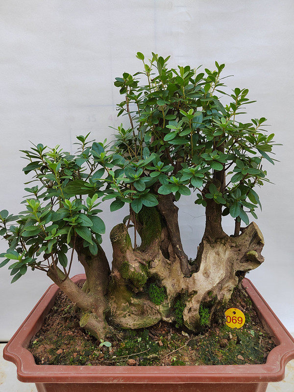 精品杜鹃花小老桩树桩盆景映山红熟桩室内防辐射阳台绿植花卉包邮