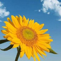 带来好运的微信头像花幸运转运女士点击鼠标右键下载