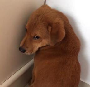 狗狗犯错后被罚面壁思过,悄悄回头表情太萌,主人笑到肚子疼