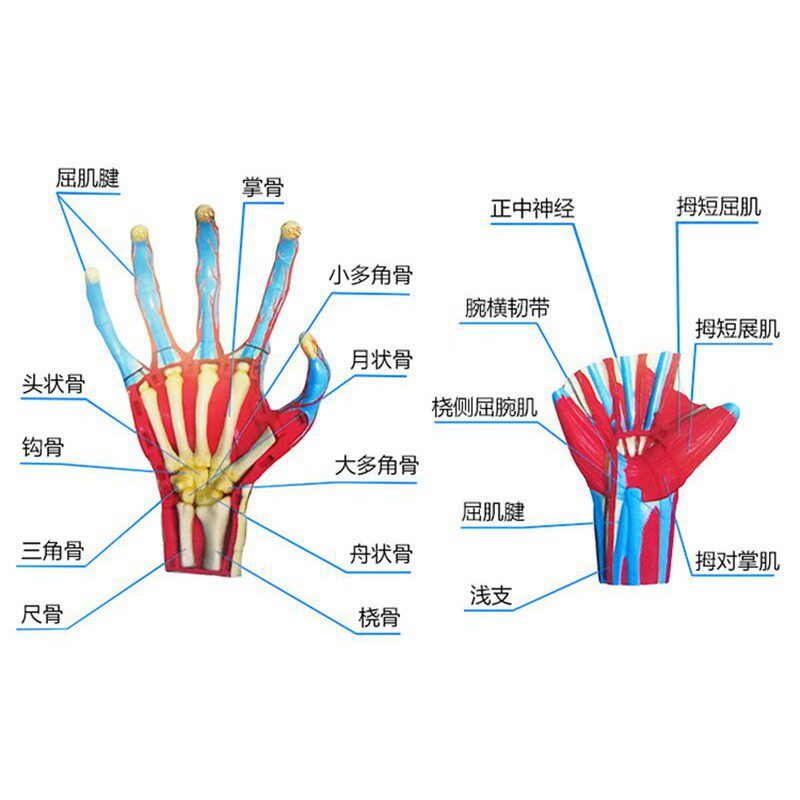 4dmaster人体结构手关指节手部肌肉解剖拼装模型医用教学具玩具