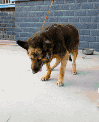 一只狗狗能活到17岁,说明主人是真正对它好的,不然也活不了这些年,为