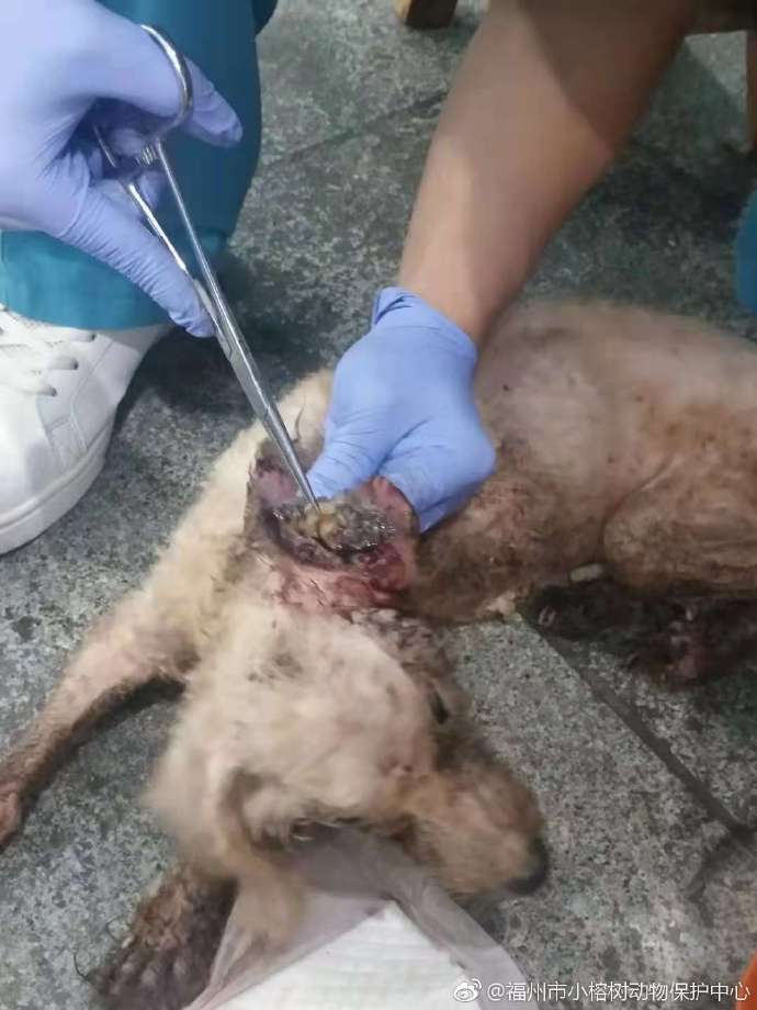 全身流脓腐烂,爬满上百只蛆虫,被恶意丢弃.