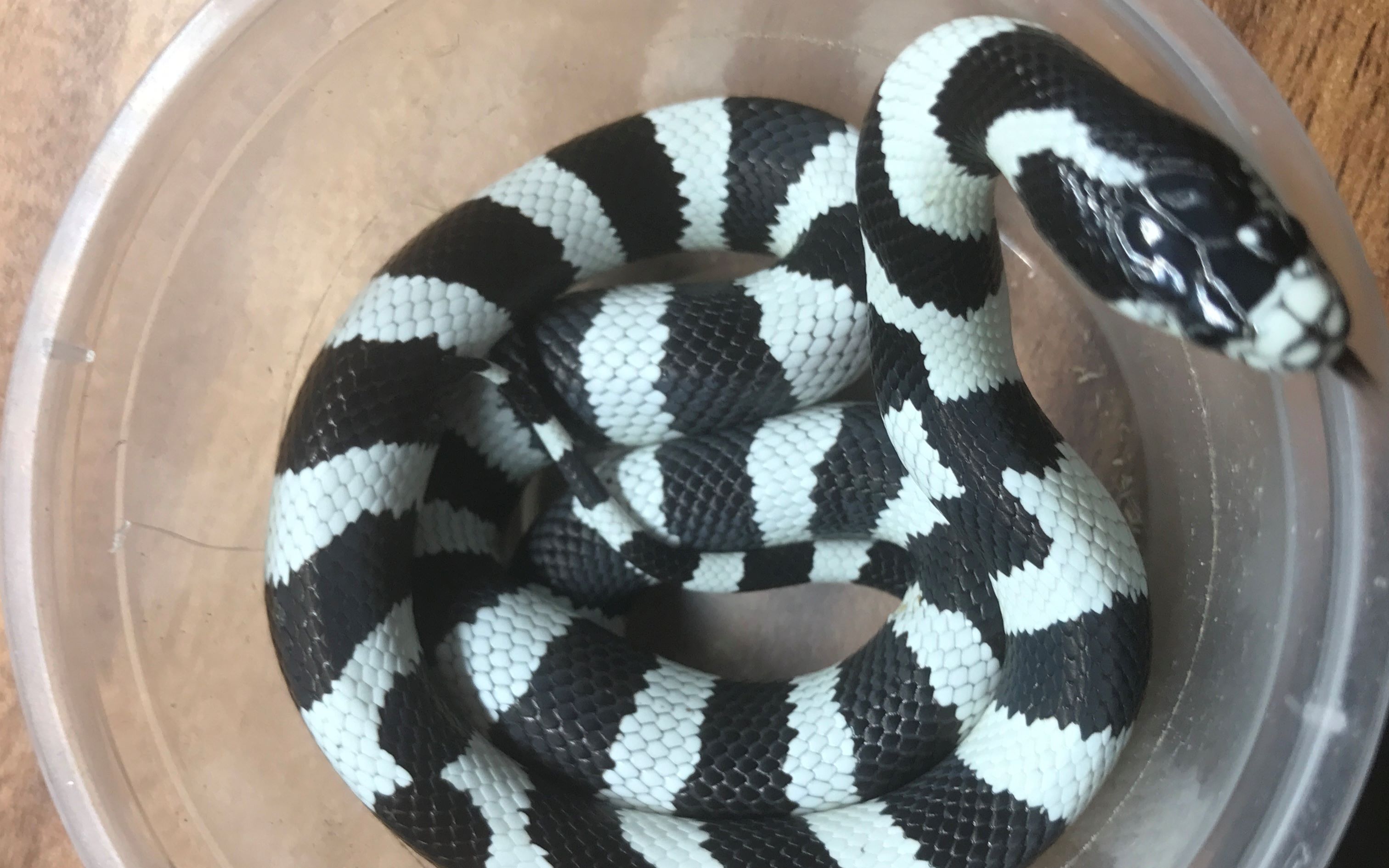 日常喂食黑白王蛇圣母勿进