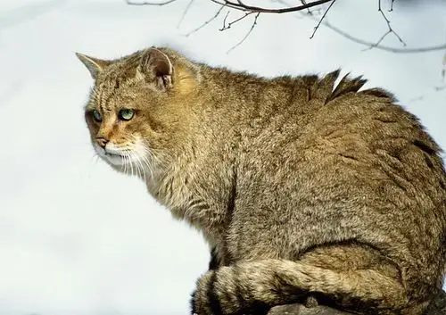 27,豹猫(包括西表猫,长约40-65cm,重约4.5-6.5kg),最大的豹猫.