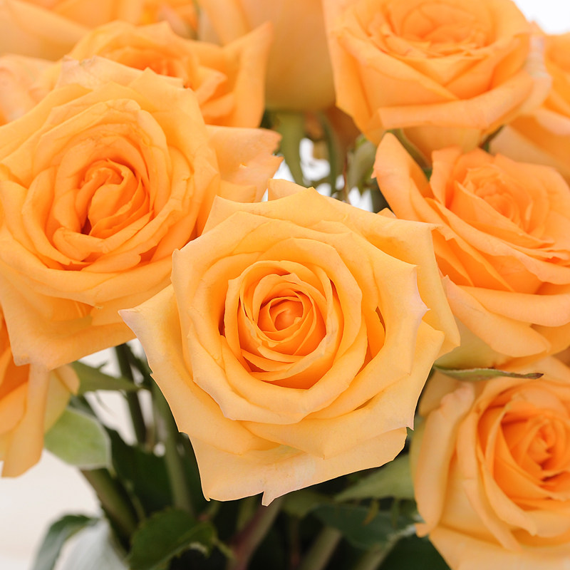 玫瑰鲜切单头橙色假日公主优质云南空运包邮鲜花速递同城
