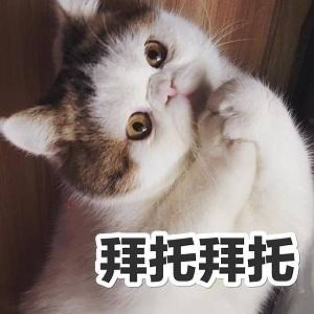 胖猫咪表情包:这不是胖,这是幸福肉
