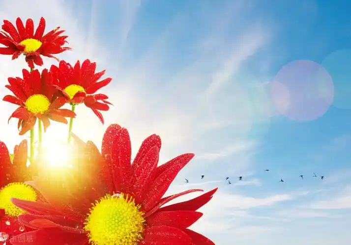 形容阳光心情美好的句子适合发朋友圈正能量短句