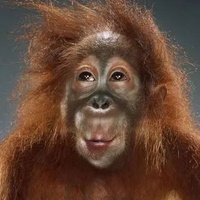 猴子笑到模糊表情包_斗图表情包_微信头像图片大全