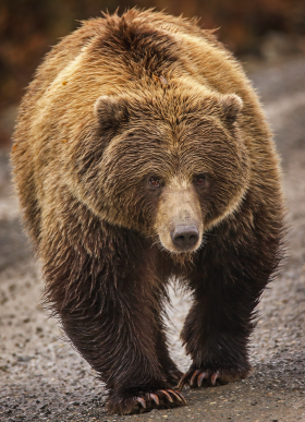 熊图片大全共650张第8页