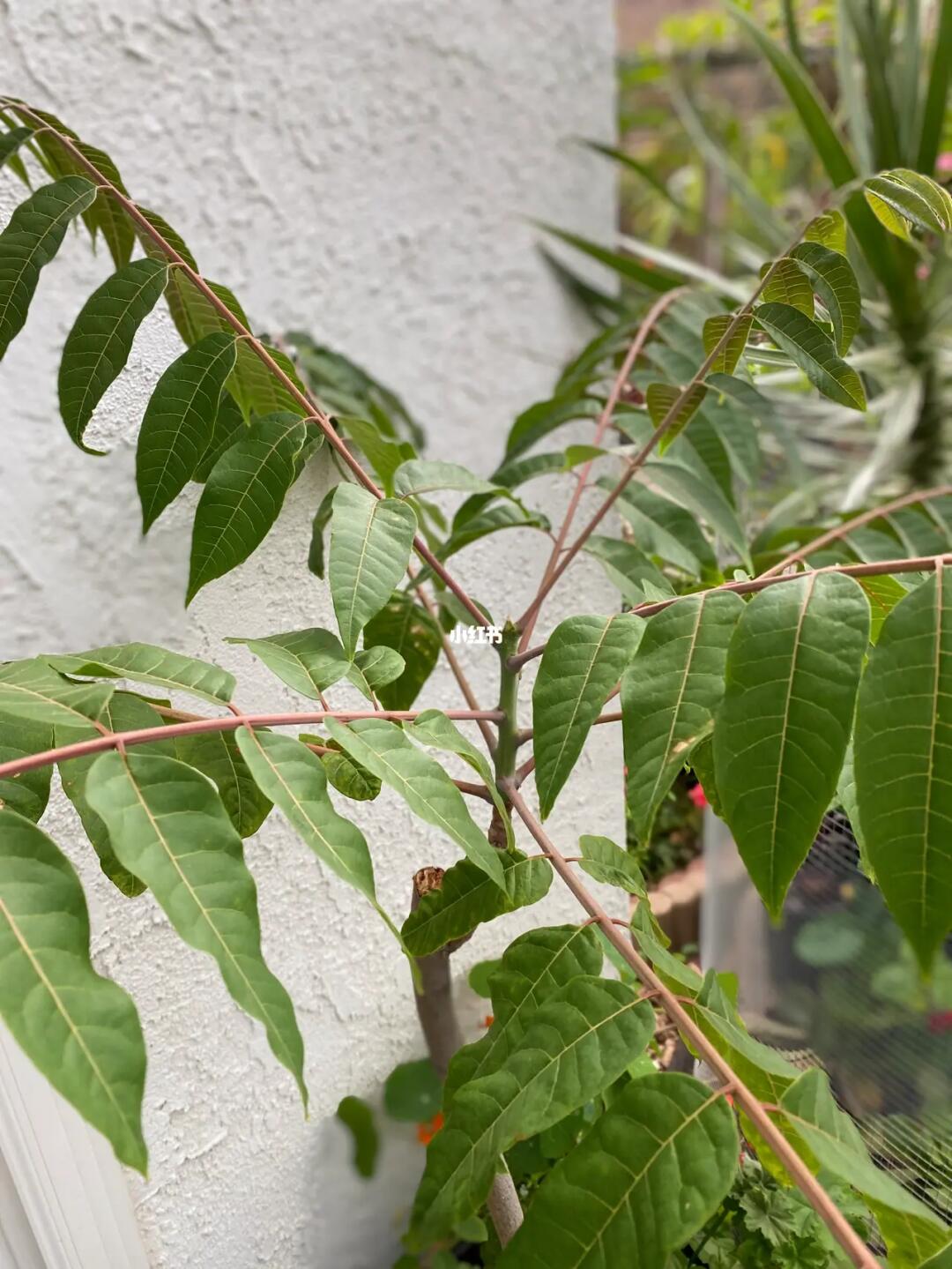 等它也没有像别人家的香椿那样有红红的嫩芽,它就是这样长叶子而已