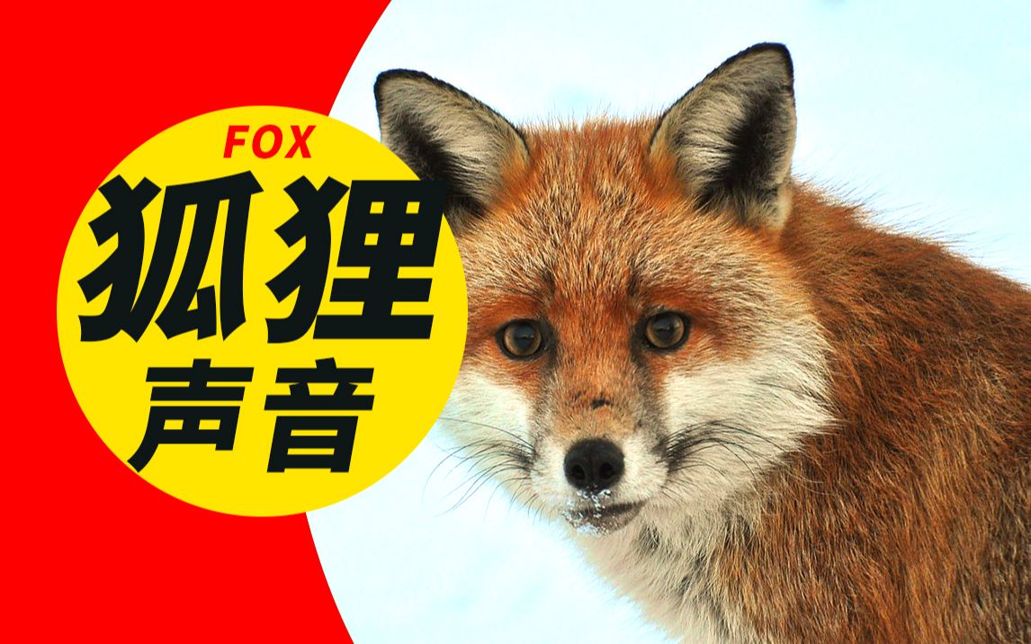 动物声音:狐狸叫声音效图片