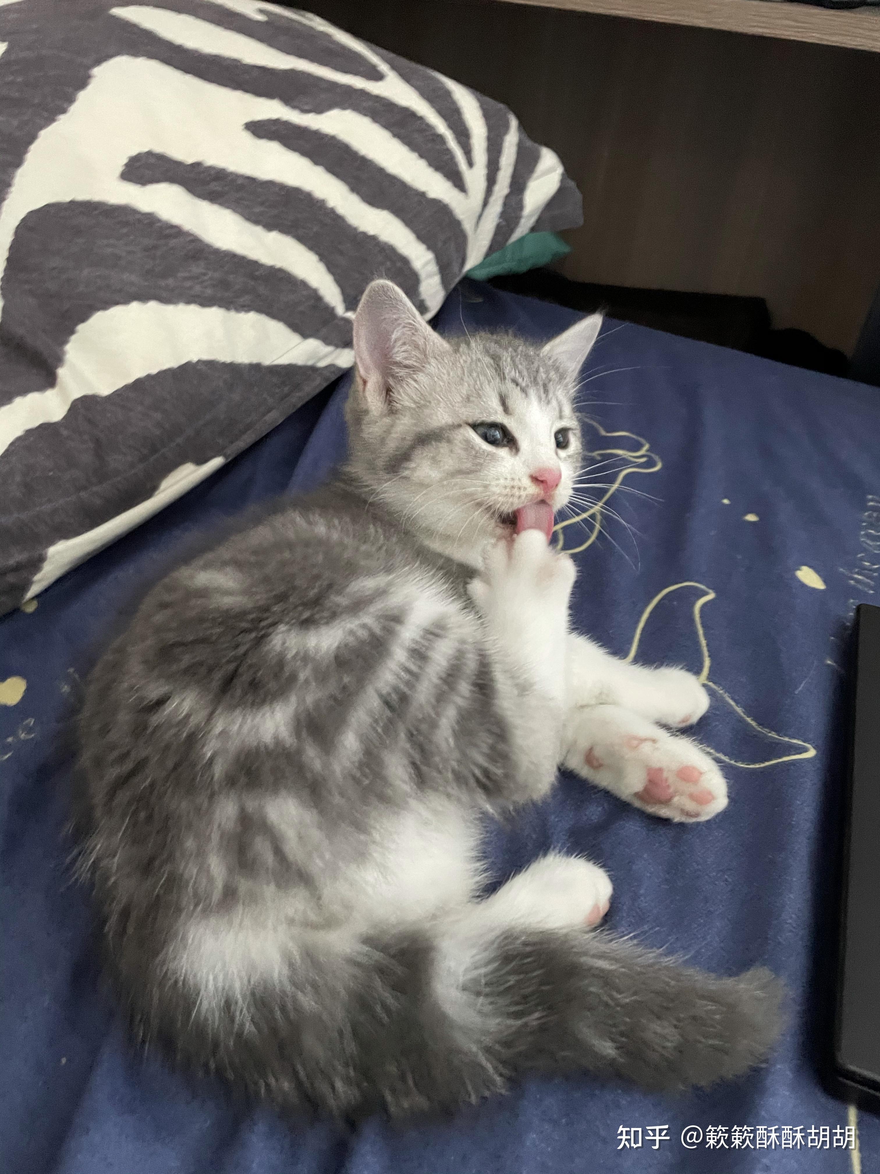 布偶串美短孩子长大啥样呢?