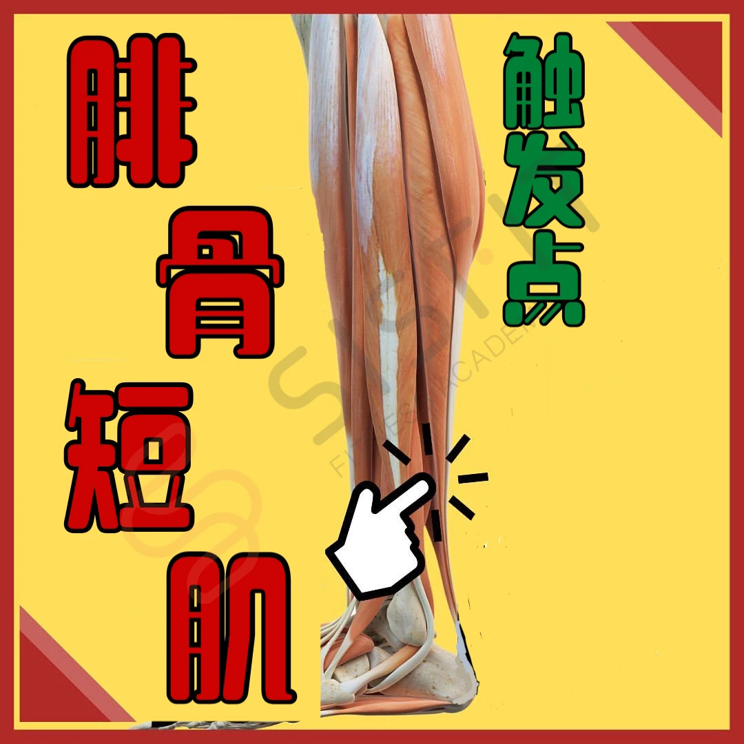 运动康复入门之腓骨短肌