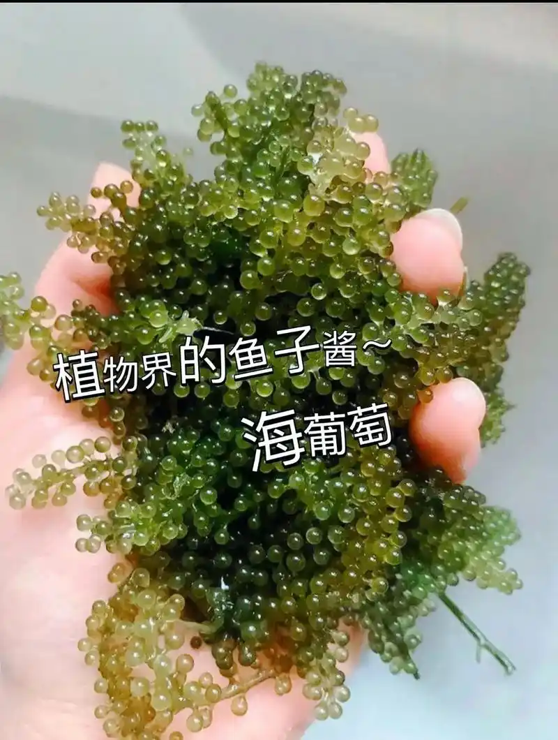 海葡萄.#海葡萄         海洋植物觉得鱼子酱 - 抖音