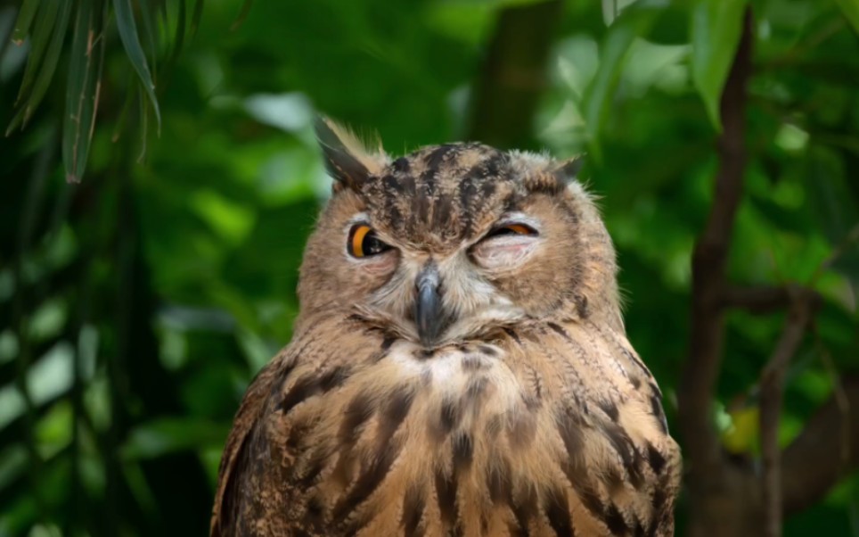 小猫头鹰wink真是太漂亮了!打不到鸟就去飞鸟乐园找自信!