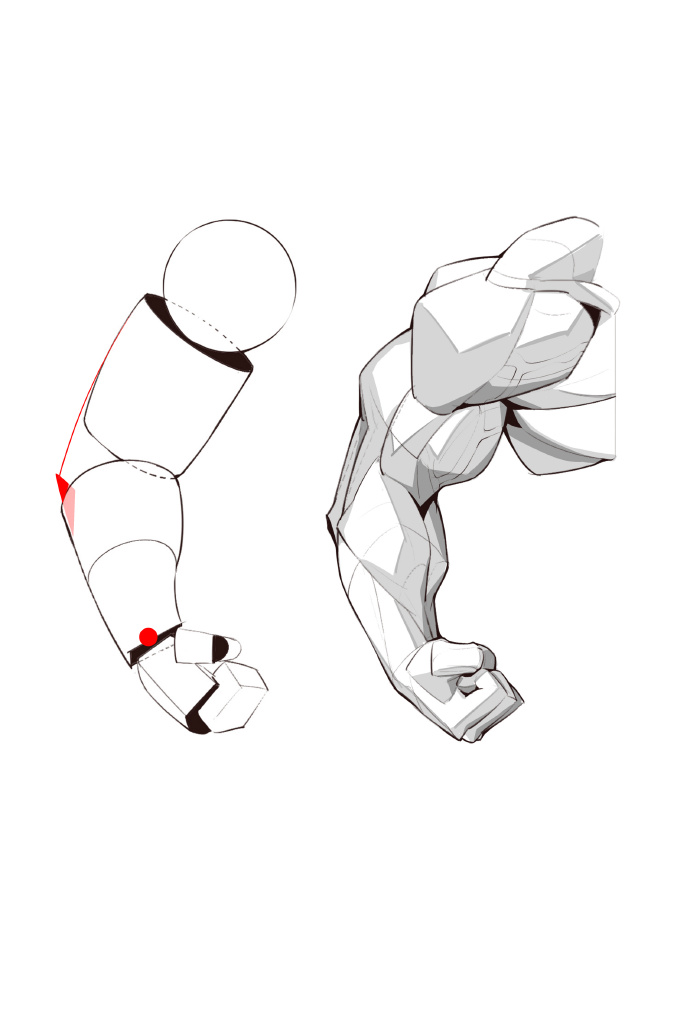 手臂肌肉结构怎么画?