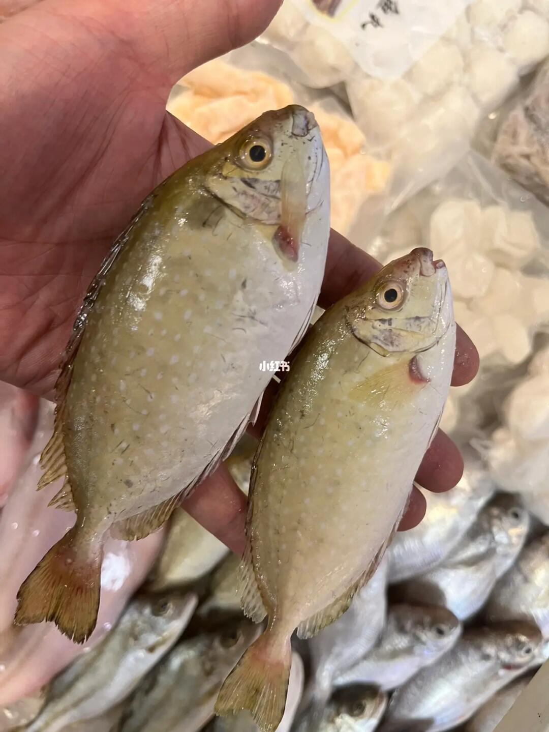 喝酒日常  #海鲜  #中国白酒  #泥猛鱼  #酱香酒