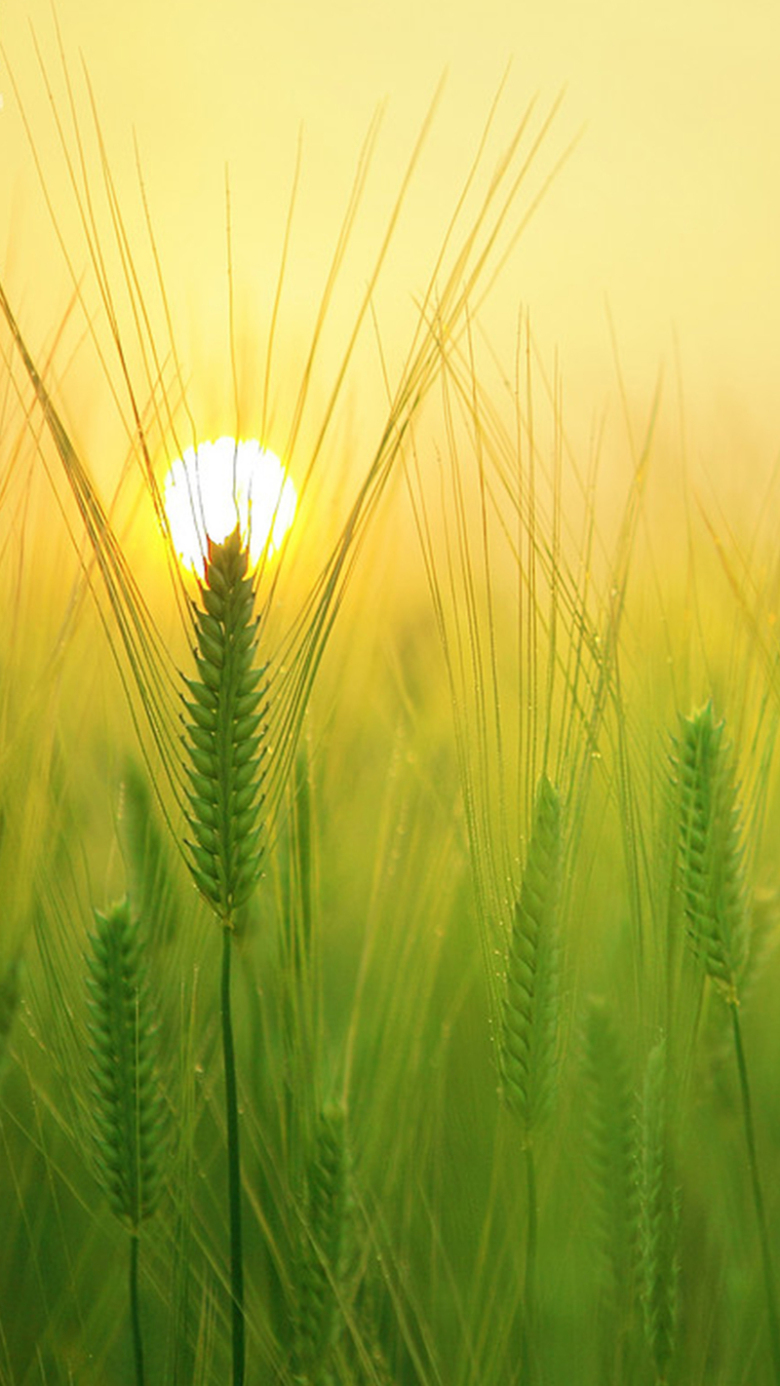嫩绿的麦穗h5背景