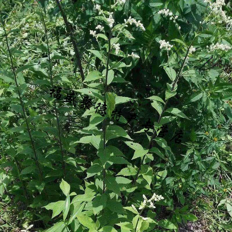 宓蝶 消饭花茶夏天凉茶浙江绍兴诸暨特产六月霜花草茶500g清凉茶 0g清