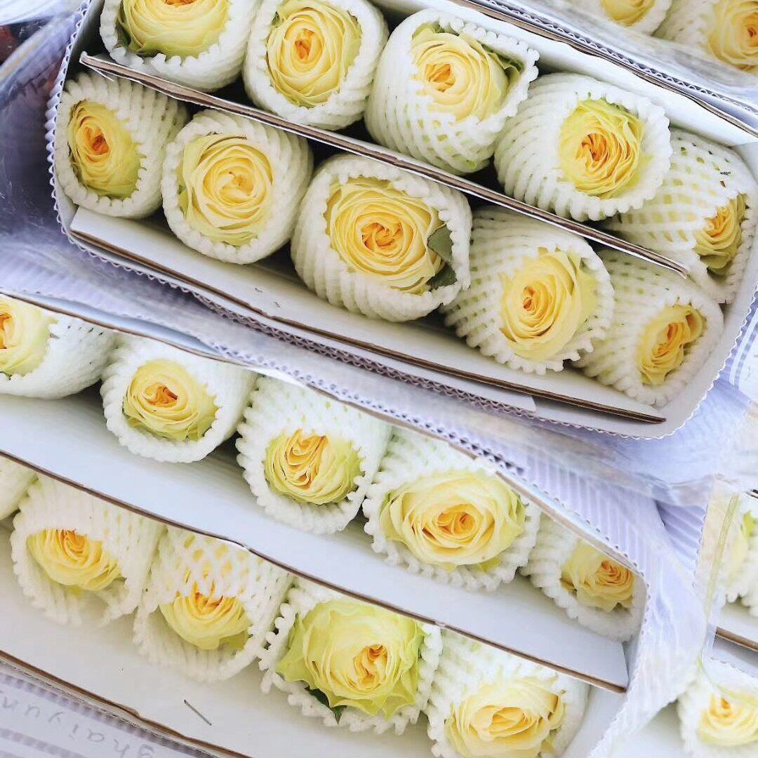 ab级品牌基地欢乐颂微光骄傲迪瑞特高原红色玫瑰云南昆明新鲜切花