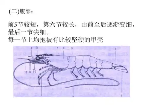 对虾的形态特征ppt课件ppt