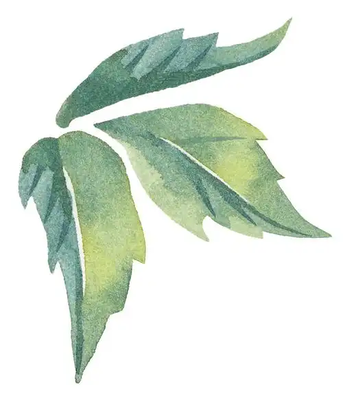 树叶的水彩画图片