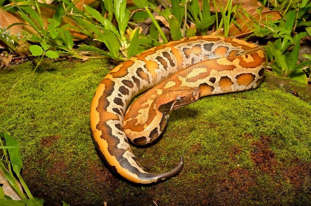 婆罗洲血蟒python breitensteini - 蟒蛇科普