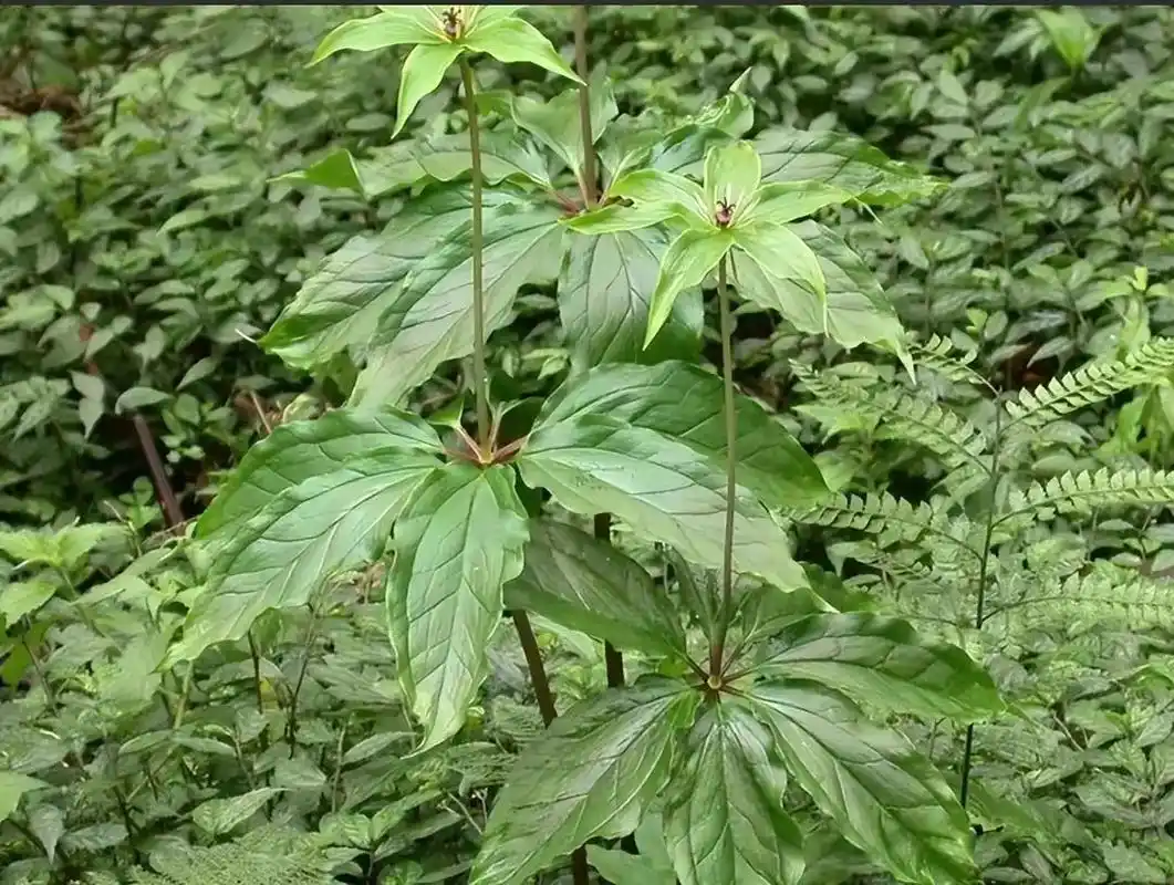 中草药 重楼#草本植物 #中医养生知识  - 抖音