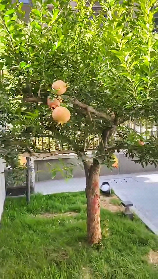 庭院景观小院的石榴树旺盛繁茂硕果累累来吃尝尝味道