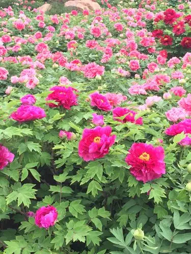 洛阳牡丹花真的很美