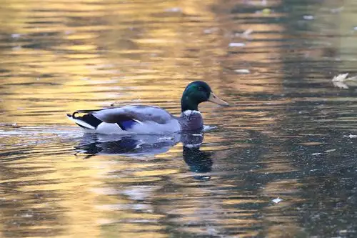 木鸭野鸭暮色中